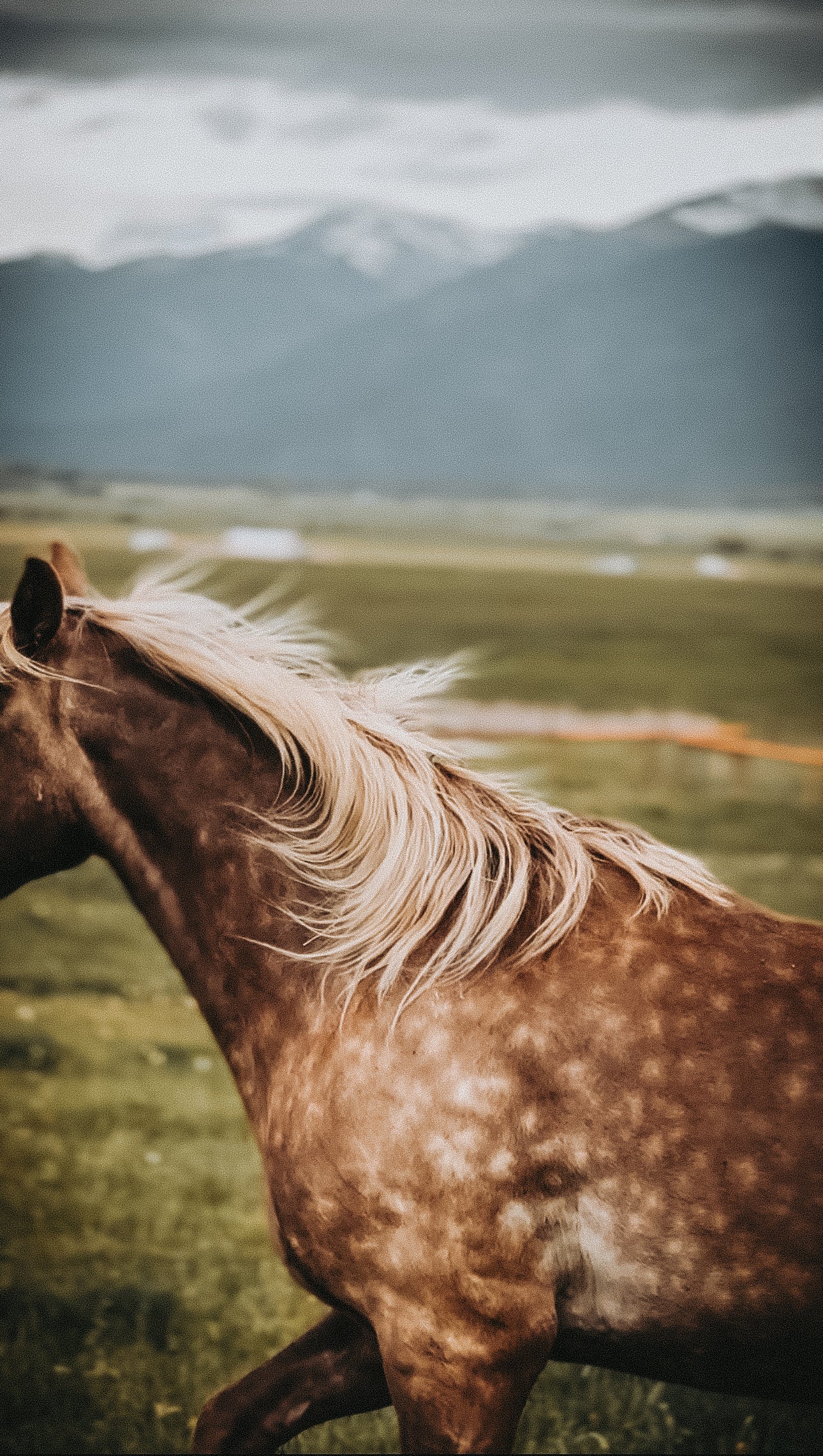 Dandy (Lion) horse hair hoop Preorder