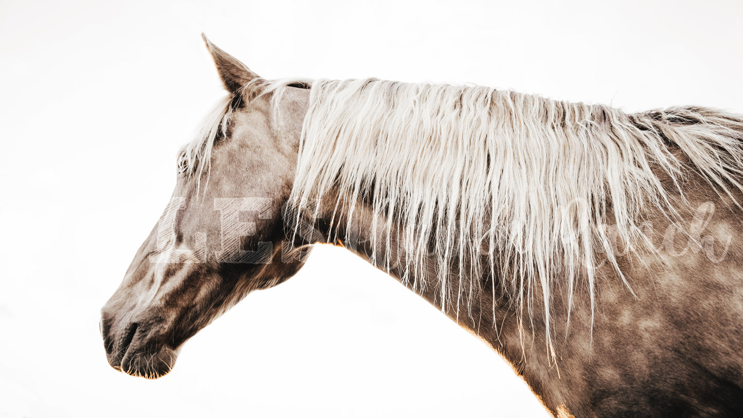 Dandy (Lion) horse hair hoop Preorder