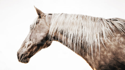 Dandy (Lion) horse hair hoop Preorder